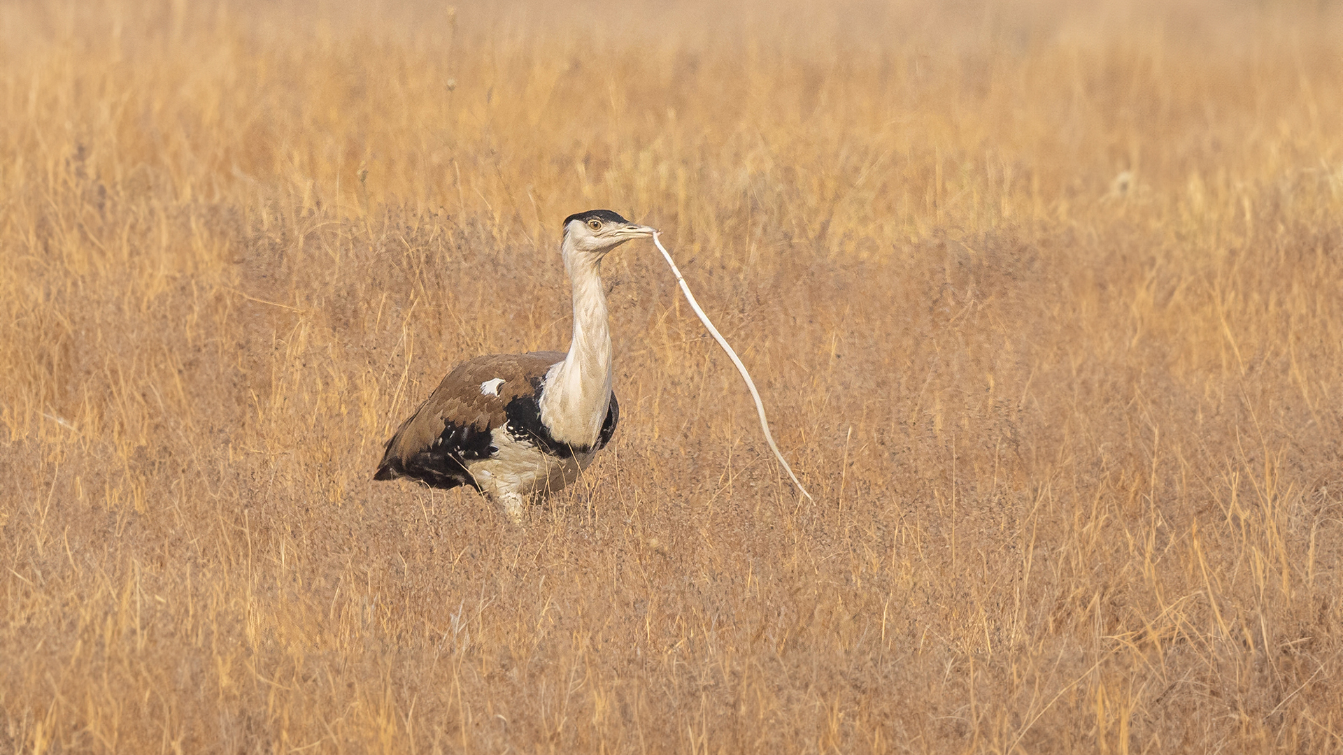 Birding in Desert National Park, Birdwatching Tour, Birds in DNP, Jaisalmer  Rajasthan